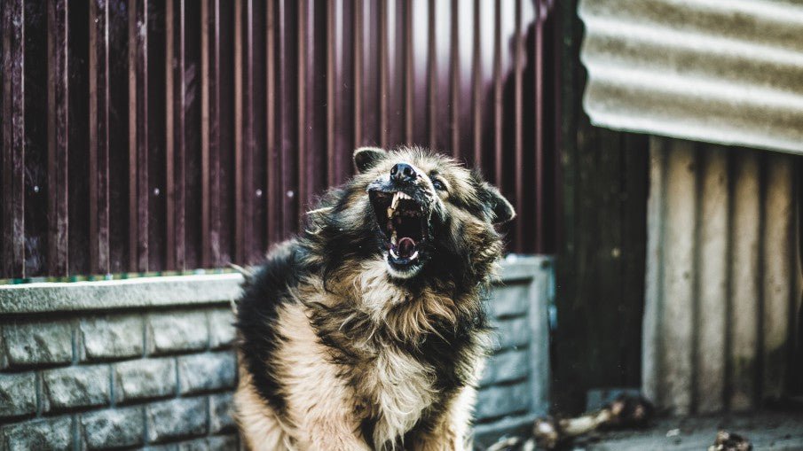 FAQ: Is Dog Spray Effective Against Humans in Self-Defense?